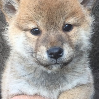 天然記念物 柴犬今年最後の販売!