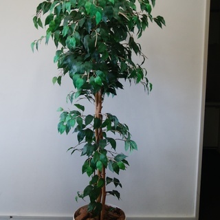 人工観葉植物(約165cm)