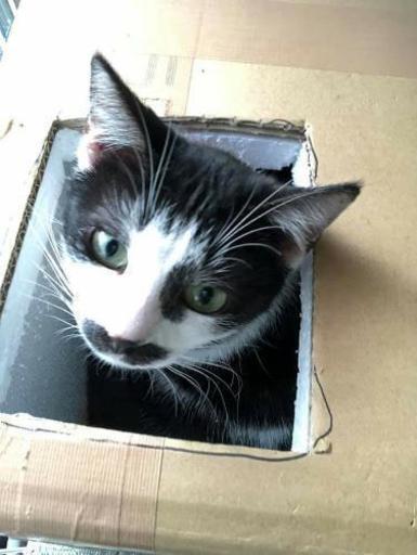 多頭飼育崩壊現場の成猫 Yamaneko 大田市の猫の里親募集 ジモティー