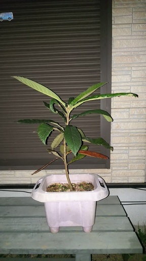 びわの木