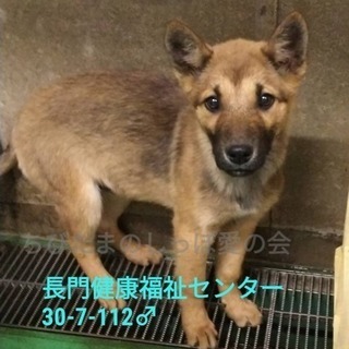 里親様決定★ 子犬5匹兄妹で収容 112