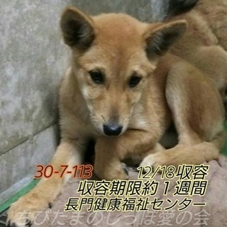 里親様決定★子犬5匹兄妹で収容 113