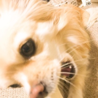 神奈川県の犬友 メンバー募集 ジモティー 神奈川県の犬友 メンバー募集 ジモティー