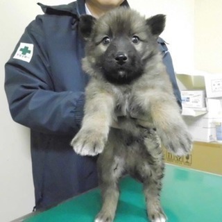 大阪の動物管理センター収容犬です。