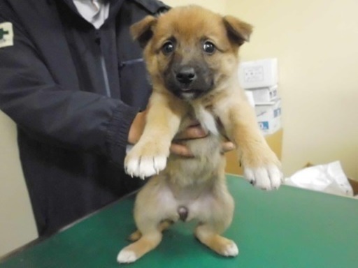 大阪の動物管理センター収容犬です ちょきちょき 都島のその他の里親募集 ジモティー
