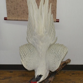 白冠鳥 剥製 70cm 