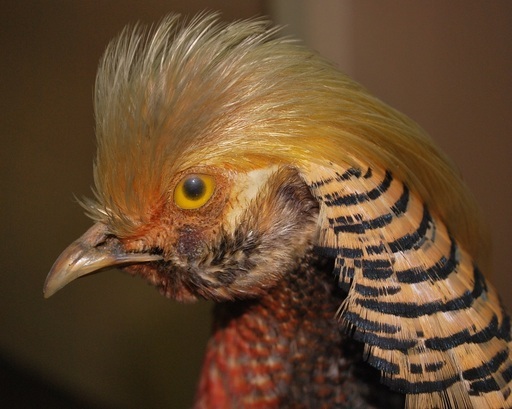 金鶏鳥 剥製 はく製 65cm まねきねこ 松永のその他の中古あげます 譲ります ジモティーで不用品の処分