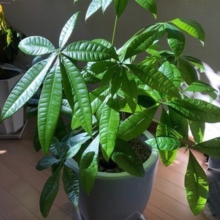 【観葉植物】パキラ