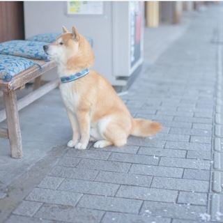 ペット供養（1都3県）