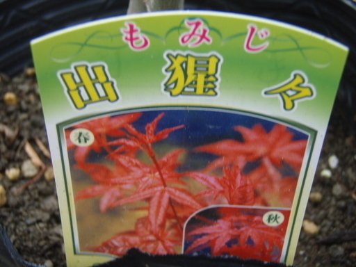 もみじモミジ 出猩々 デショウジョウ H130くらい8号庭木植物 Basara 世田谷の家具の中古あげます 譲ります ジモティーで不用品の処分 もみじモミジ 出猩々 デショウジョウ H130くらい8号庭木植物 Basara 世田谷の家具の中古あげます 譲ります ジモティーで不用品の処分