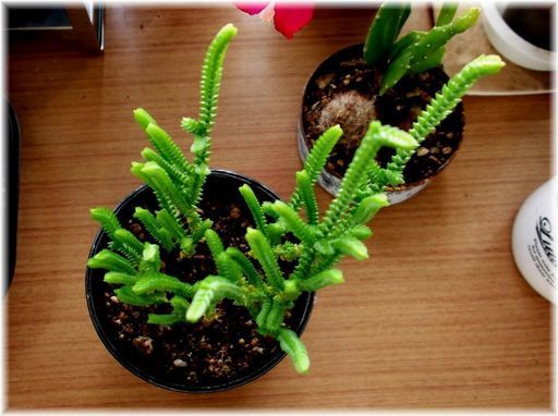 End Of Transaction 多肉植物 和風プラカップ入りクラッスラ属 若緑 こうべのサクラ 栄のその他の中古あげます 譲ります ジモティーで不用品の処分