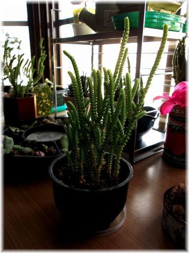 End Of Transaction 多肉植物 和風プラカップ入りクラッスラ属 若緑 こうべのサクラ 栄のその他の中古あげます 譲ります ジモティーで不用品の処分