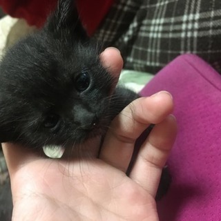 生後１カ月の子猫です。黒猫の男の子です
