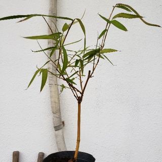 キンメイチク 金明竹 植物 Ikuーじぃ 沖縄のその他の中古あげます 譲ります ジモティーで不用品の処分 キンメイチク 金明竹 植物 Ikuーじぃ 沖縄のその他の中古あげます 譲ります ジモティーで不用品の処分