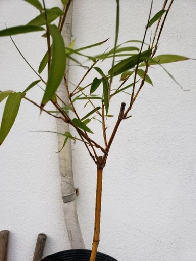 キンメイチク 金明竹 植物 Ikuーじぃ 沖縄のその他の中古あげます 譲ります ジモティーで不用品の処分 キンメイチク 金明竹 植物 Ikuーじぃ 沖縄のその他の中古あげます 譲ります ジモティーで不用品の処分
