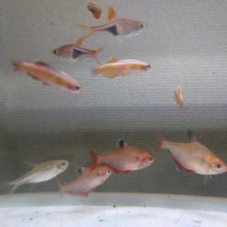 引っ越しにつき熱帯魚8匹差し上げます。