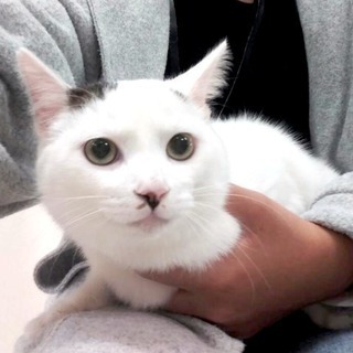 2019年1月6日(日) 猫の譲渡会 名古屋市港区 社会福祉法人...