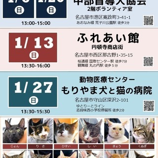 2019年1月20日(日) 猫の譲渡会 名古屋市港区 社会福祉法人 中部盲導犬協会　みなと猫の会 主催 - イベント