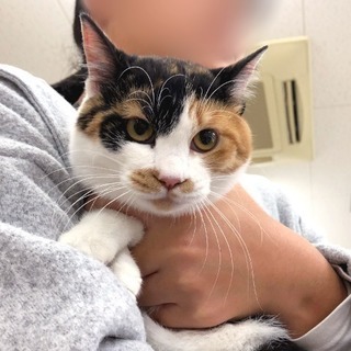 2019年1月月27日(日) 猫の譲渡会 名古屋市守山区 動物医...