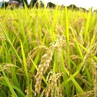 有機栽培 ひとめぼれ 農家直売！ 10キロ 精米 玄米
