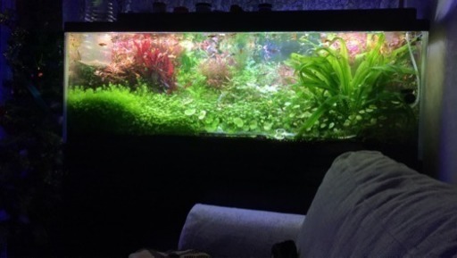 水槽 120センチ 熱帯魚、水草付け セット