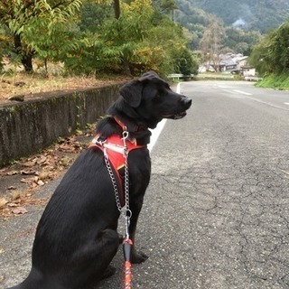 大きめ犬の会