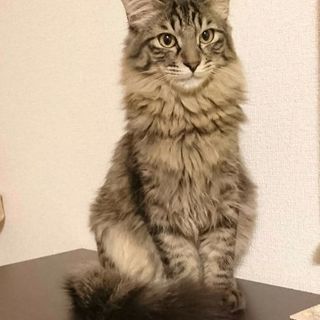 飼い猫を探しています。