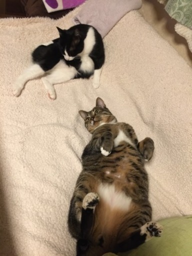 猫友募集！ベテラン様よろしくお願いします♡ (桃天) 木下の友達の 