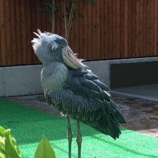 鳥カフェ会 メンバー募集！