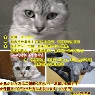 サバトラ猫（3才、女の子）　松山市和泉北１丁目から失踪の画像