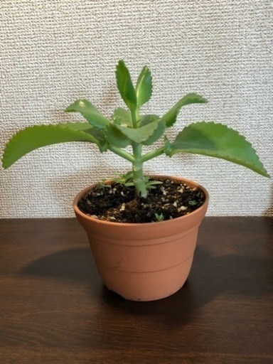 子宝草 鉢植え各50円 無料 オマケあり 拓本 タクミ 蓮田のその他の中古あげます 譲ります ジモティーで不用品の処分 子宝草 鉢植え各50円 無料 オマケあり 拓本 タクミ 蓮田のその他の中古あげます 譲ります ジモティーで不用品の処分