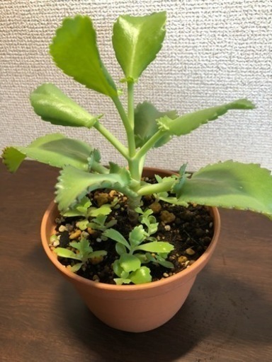 子宝草 鉢植え各50円 無料 オマケあり 拓本 タクミ 蓮田のその他の中古あげます 譲ります ジモティーで不用品の処分