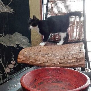 白黒子猫　里親募集 − 静岡県