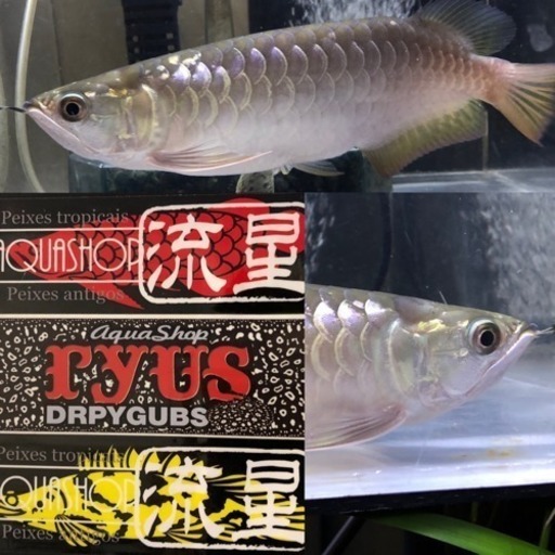 大型魚専門店 Aqua Shop流星 Aquashop流星 加古のペットショップの無料広告 無料掲載の掲示板 ジモティー 大型魚専門店 Aqua Shop流星 Aquashop流星 加古のペットショップの無料広告 無料掲載の掲示板 ジモティー