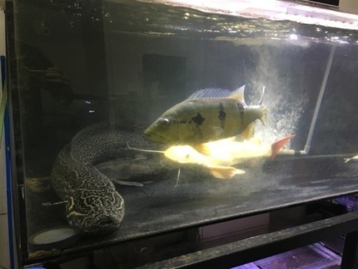 大型魚専門店 Aqua Shop流星 Aquashop流星 加古のペットショップの無料広告 無料掲載の掲示板 ジモティー