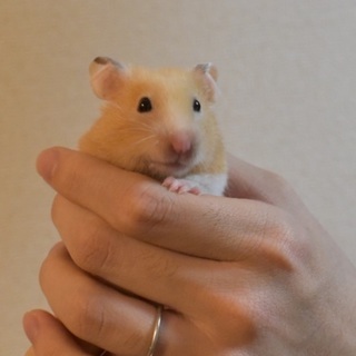 千葉県 柏市のハムスター 里親募集 ジモティー