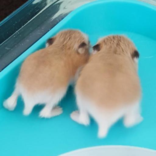 可愛いロボロフスキーの赤ちゃんです ゆり みどりののその他の里親募集 ジモティー
