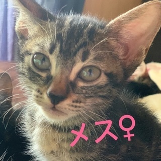 子猫の里親さん募集🌸