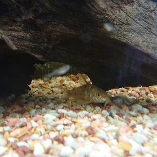 60cm水槽フルセット　お買い得【購入時価格５万以上】