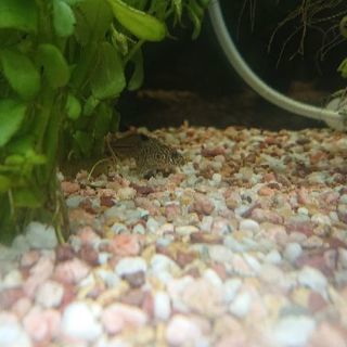 60cm水槽フルセット　お買い得【購入時価格５万以上】