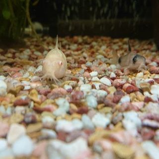 60cm水槽フルセット　お買い得【購入時価格５万以上】