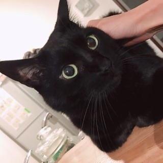 配達員さんが来ても玄関にお出迎えする可愛い黒猫ちゃんです