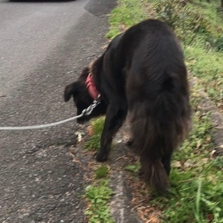 1月7日飼い主さまが見つかりました！