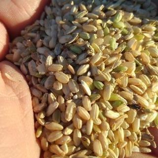 愛用 砕米18.5キロ くず米 数量限定砕米 割れた米 鳥の餌 飼料米