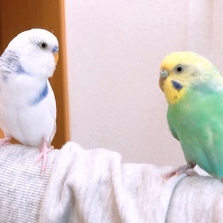 埼玉県のインコ 里親募集 ジモティー 埼玉県のインコ 里親募集 ジモティー