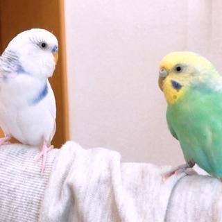 セキセイインコ 2羽 4歳