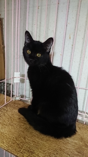 大きな目をした可愛い長毛の黒猫 ｐａｆｆｙ 住道の猫の里親募集 ジモティー