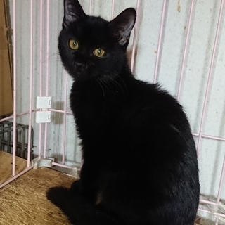 大きな目をした可愛い長毛の黒猫 paffy 住道の猫の里親募集 ジモティー 大きな目をした可愛い長毛の黒猫 paffy 住道の猫の里親募集 ジモティー