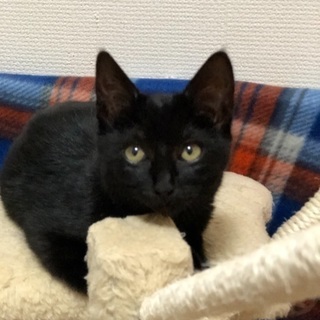 甘えん坊の黒猫女子 − 福岡県
