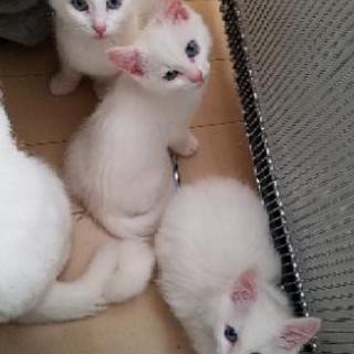 真っ白な子猫3匹います